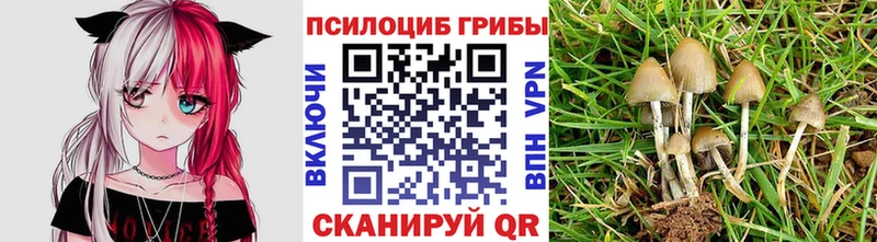 Купить где  Пикалёво  Псилоцибиновые грибы Psilocybe 